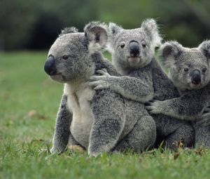 Preview wallpaper koalas, grass, sit, family