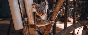 Preview wallpaper koalas, koala, animal, tree