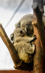 Preview wallpaper koalas, sleep, tree, animals, wildlife