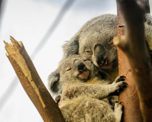 Preview wallpaper koalas, sleep, tree, animals, wildlife