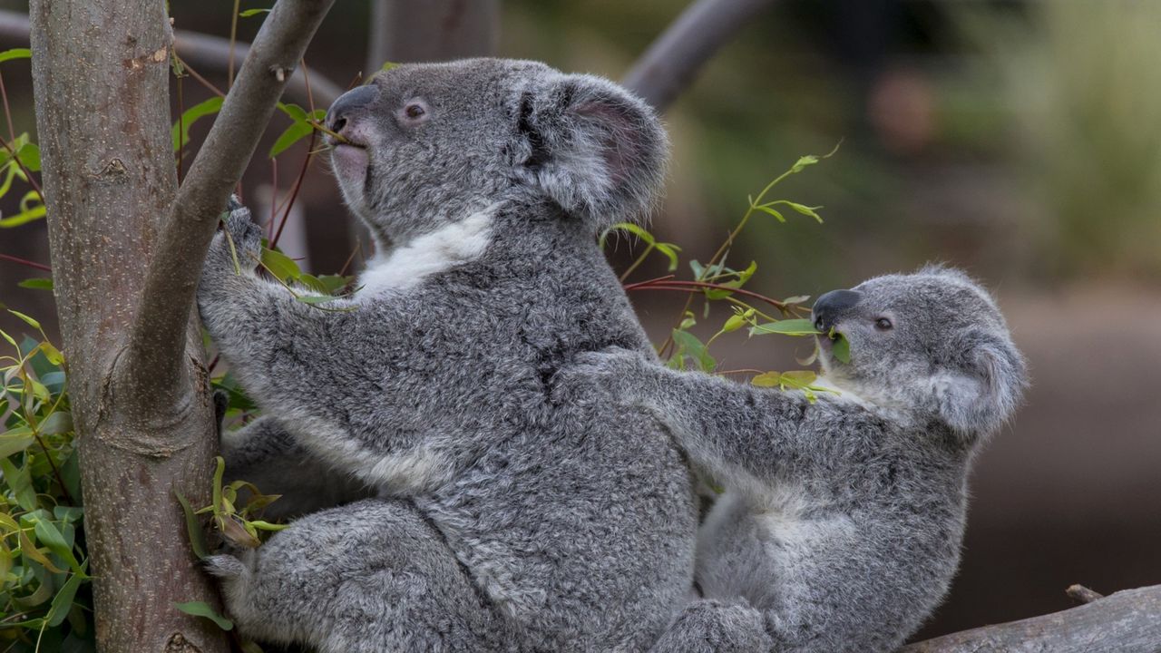 Wallpaper koalas, tree, baby, couple