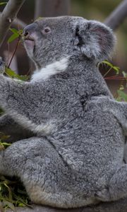 Preview wallpaper koalas, tree, baby, couple