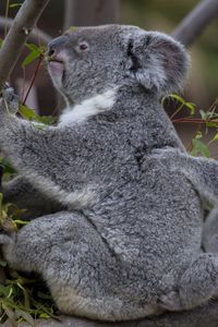 Preview wallpaper koalas, tree, baby, couple