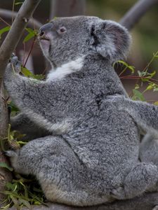 Preview wallpaper koalas, tree, baby, couple