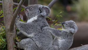 Preview wallpaper koalas, tree, baby, couple