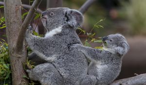 Preview wallpaper koalas, tree, baby, couple