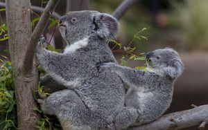 Preview wallpaper koalas, tree, baby, couple