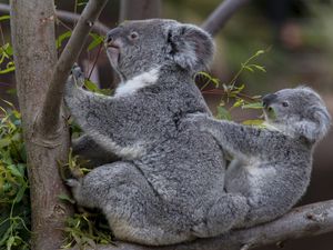 Preview wallpaper koalas, tree, baby, couple