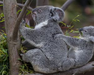 Preview wallpaper koalas, tree, baby, couple