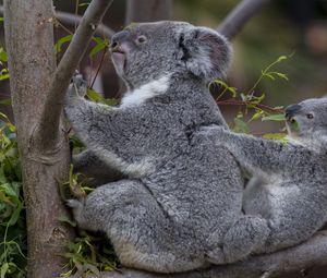 Preview wallpaper koalas, tree, baby, couple