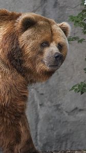 Preview wallpaper kodiak, bear, brown, thick, walk