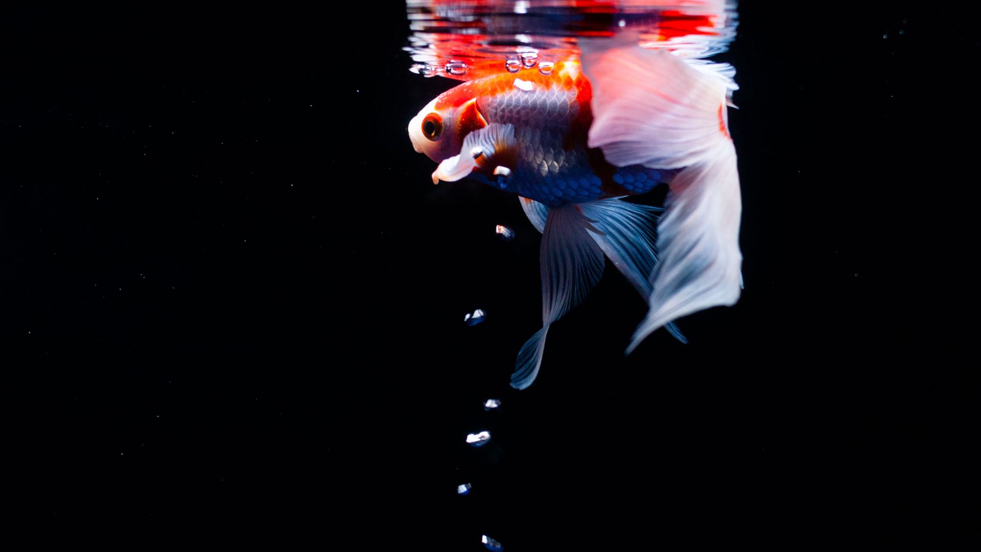 Download wallpaper 1920x1080 koi, carp, fish, tail, fins, water, under water,  bubbles full hd, hdtv, fhd, 1080p hd background