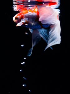 Preview wallpaper koi, carp, fish, tail, fins, water, under water, bubbles