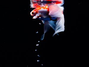 Preview wallpaper koi, carp, fish, tail, fins, water, under water, bubbles