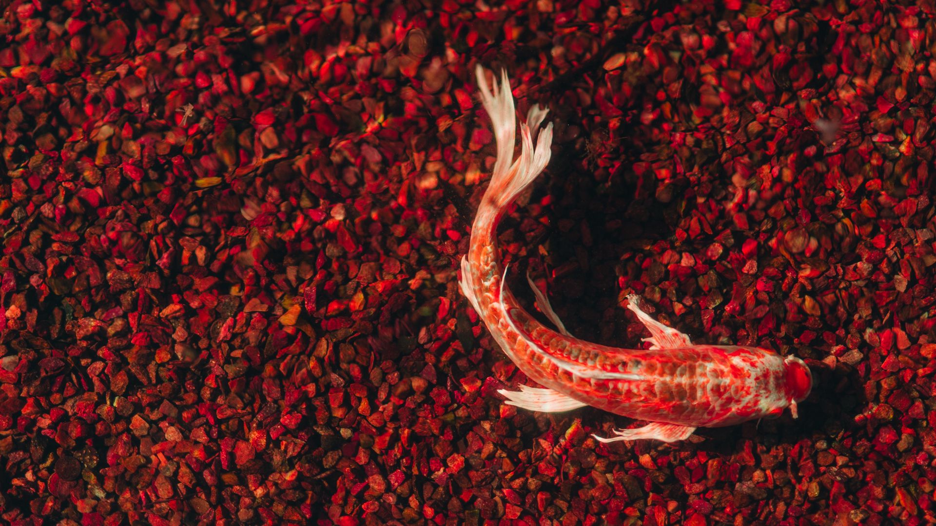 Premium AI Image | Koi fish in a pond wallpaper