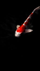 Preview wallpaper koi carp, fish, water, underwater