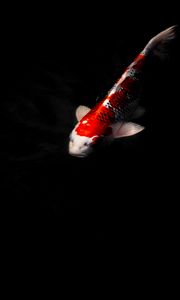 Preview wallpaper koi carp, fish, water, underwater