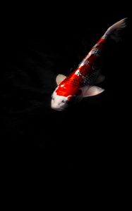 Preview wallpaper koi carp, fish, water, underwater