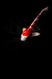 Preview wallpaper koi carp, fish, water, underwater