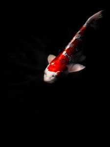 Preview wallpaper koi carp, fish, water, underwater