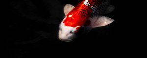 Preview wallpaper koi carp, fish, water, underwater