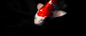 Preview wallpaper koi carp, fish, water, underwater