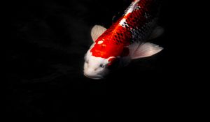 Preview wallpaper koi carp, fish, water, underwater