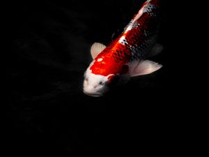 Preview wallpaper koi carp, fish, water, underwater