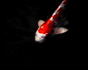 Preview wallpaper koi carp, fish, water, underwater