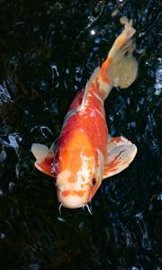 Preview wallpaper koi carp, fish, water, fins