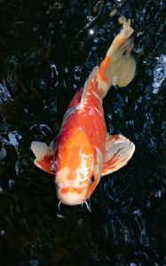 Preview wallpaper koi carp, fish, water, fins