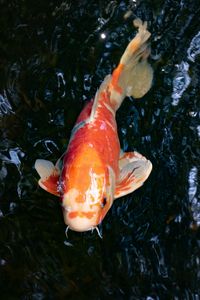 Preview wallpaper koi carp, fish, water, fins