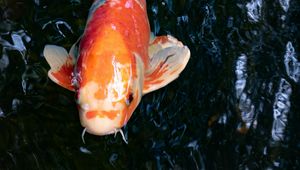 Preview wallpaper koi carp, fish, water, fins