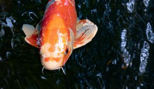 Preview wallpaper koi carp, fish, water, fins