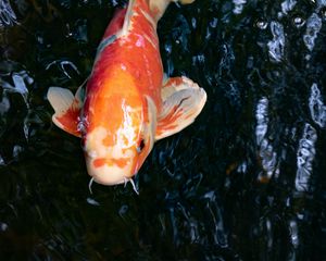 Preview wallpaper koi carp, fish, water, fins