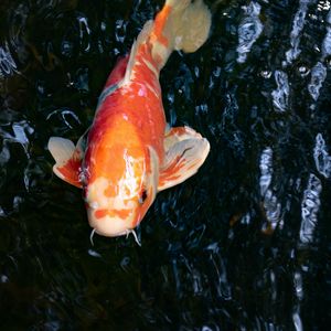 Preview wallpaper koi carp, fish, water, fins