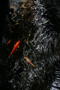 Preview wallpaper koi, carps, fish, water, ripples