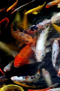 Preview wallpaper koi, carps, fish, water