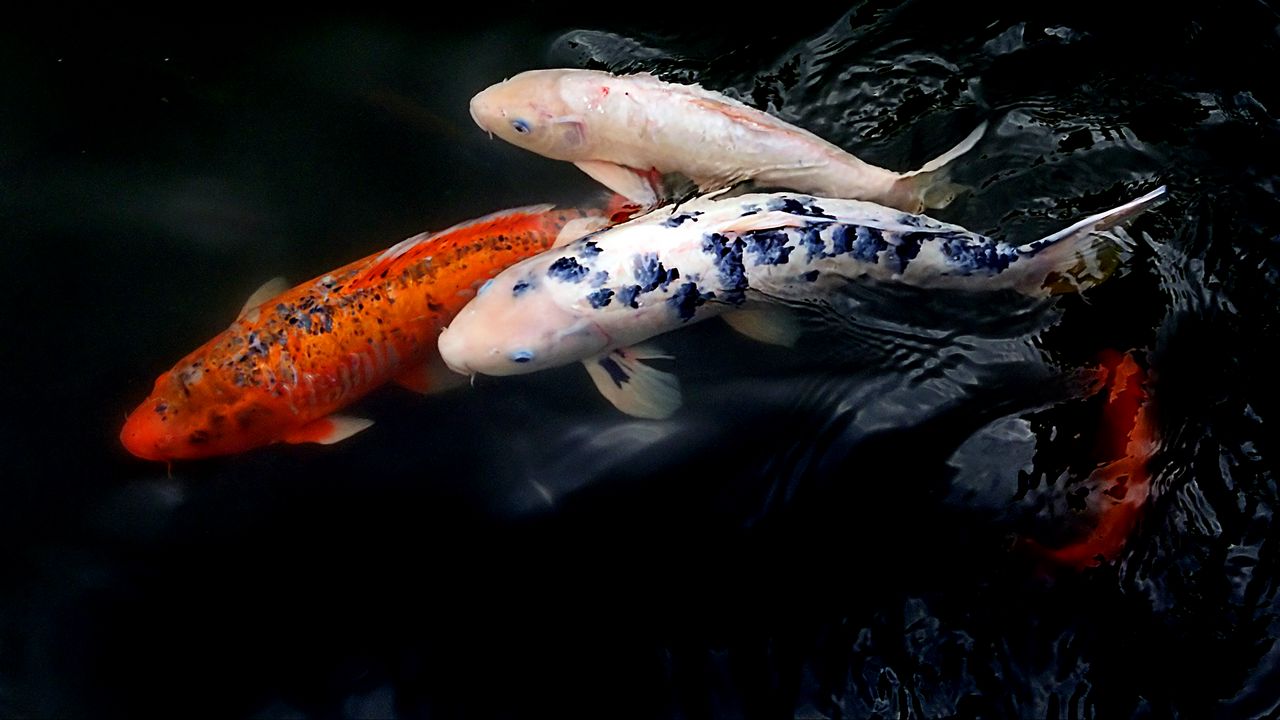 Wallpaper koi fish, fish, water, ripples