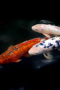 Preview wallpaper koi fish, fish, water, ripples