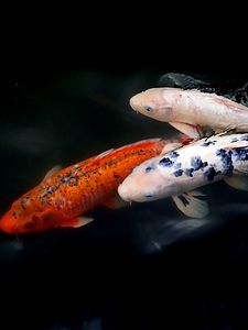 Preview wallpaper koi fish, fish, water, ripples