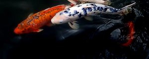 Preview wallpaper koi fish, fish, water, ripples