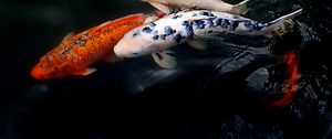 Preview wallpaper koi fish, fish, water, ripples