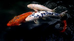 Preview wallpaper koi fish, fish, water, ripples