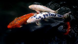 Preview wallpaper koi fish, fish, water, ripples