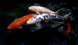 Preview wallpaper koi fish, fish, water, ripples