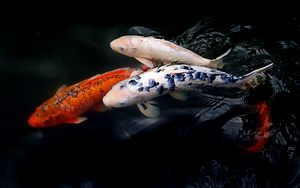 Preview wallpaper koi fish, fish, water, ripples