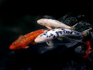 Preview wallpaper koi fish, fish, water, ripples