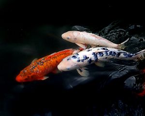 Preview wallpaper koi fish, fish, water, ripples