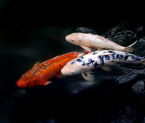 Preview wallpaper koi fish, fish, water, ripples